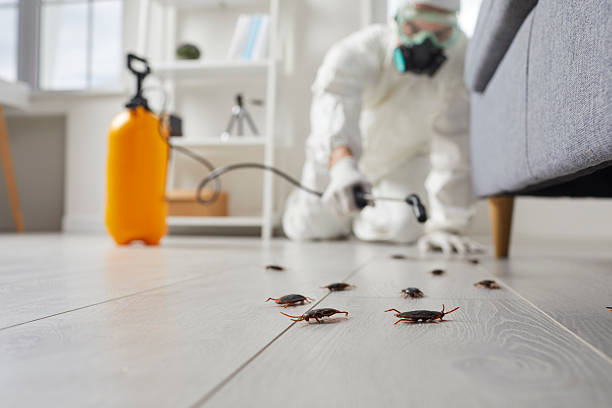 Commercial Kitchen Cockroach Control in Eatonville